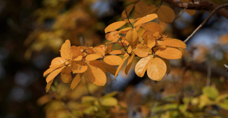 yellowing crape myrtle leaves