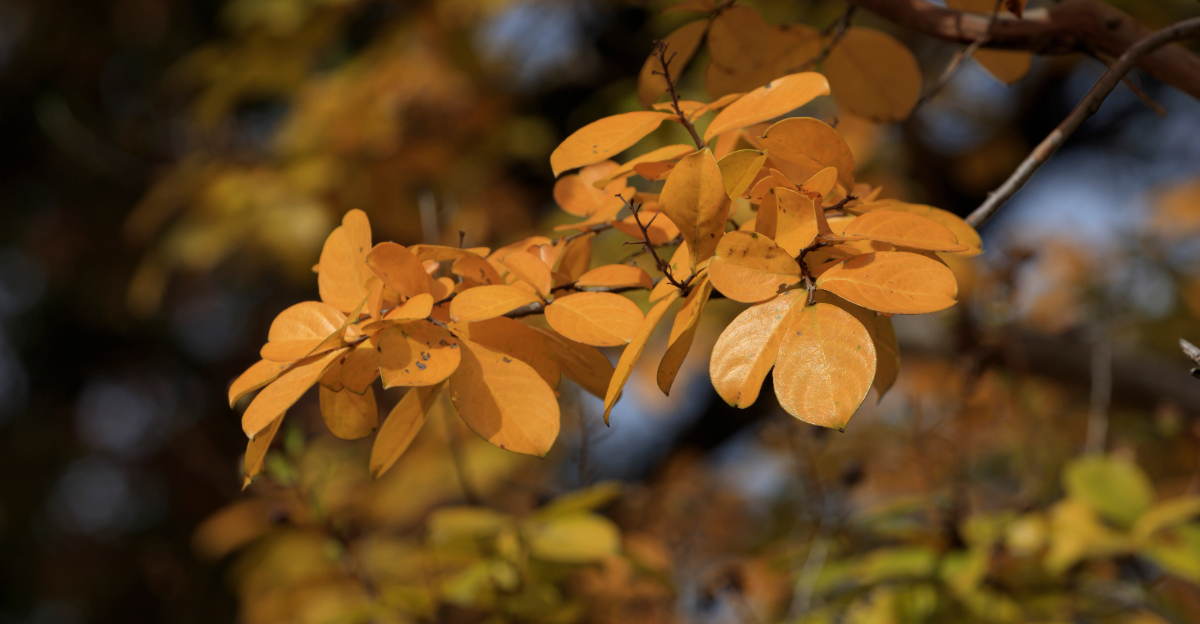 yellowing crape myrtle leaves