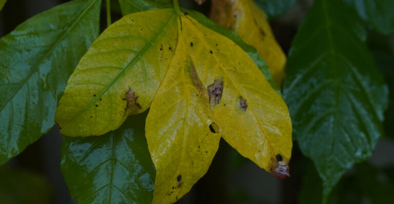 What Yellowing Leaves Actually Mean After A Massive Michigan Downpour