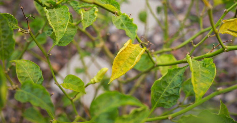 What Yellowing Leaves On Your North Carolina Pepper Plants In August Are Really Telling You