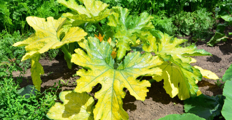 What Yellowing Leaves Really Mean For Your Arizona Garden In July