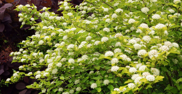 What You Must Do To Ohio Ninebark To Keep It From Getting Overgrown