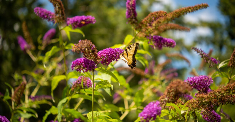 What You Should Do To Ohio Butterfly Bush To Keep More Blooms Coming