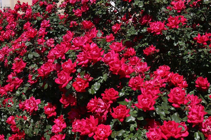 What Your Roses Should Look Like Going Into Fall What Your Roses Should Look Like Going Into Fall