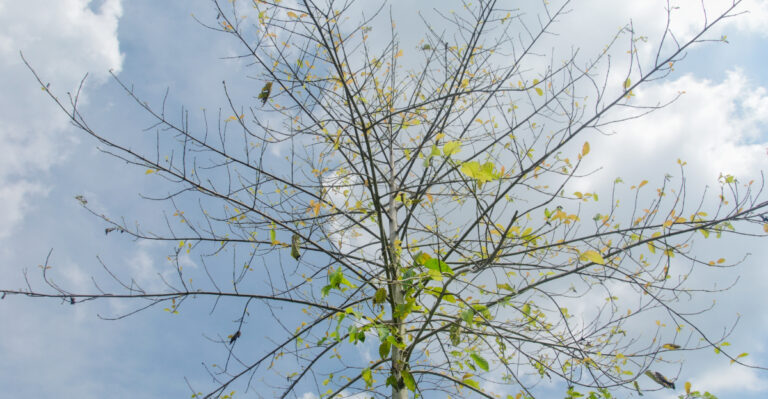 What’s Actually Causing Early Leaf Loss In Massachusetts Trees This July