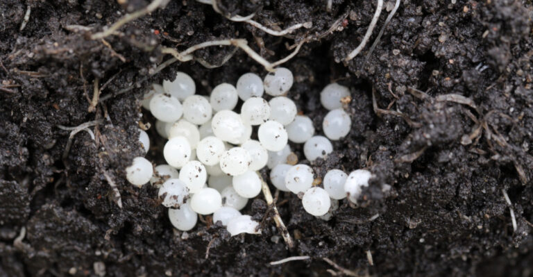 What’s Behind Those Mysterious White Ovals Under Your Wisconsin Planter