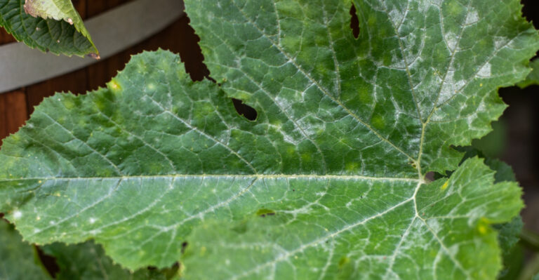 What’s Causing White Powder On Your Squash Leaves, And How To Stop It Spreading