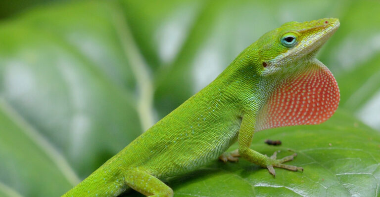 What’s Driving Anole Lizards Out Of Tennessee Gardens