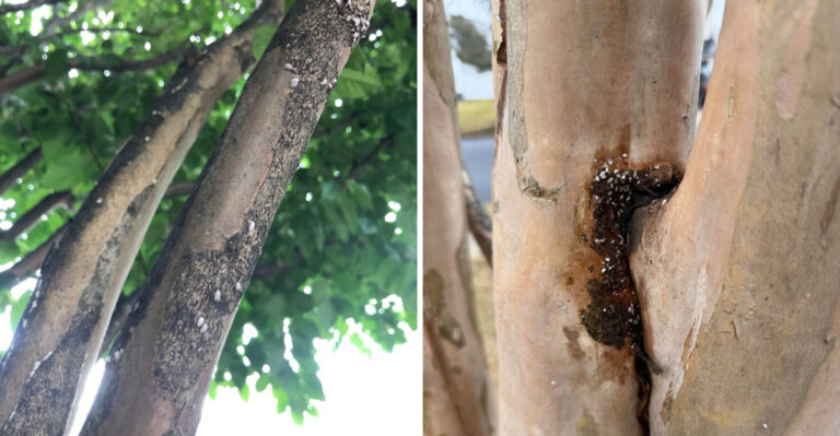 The Real Reason Your Texas Crape Myrtles Are Raining Sticky Sap This Month