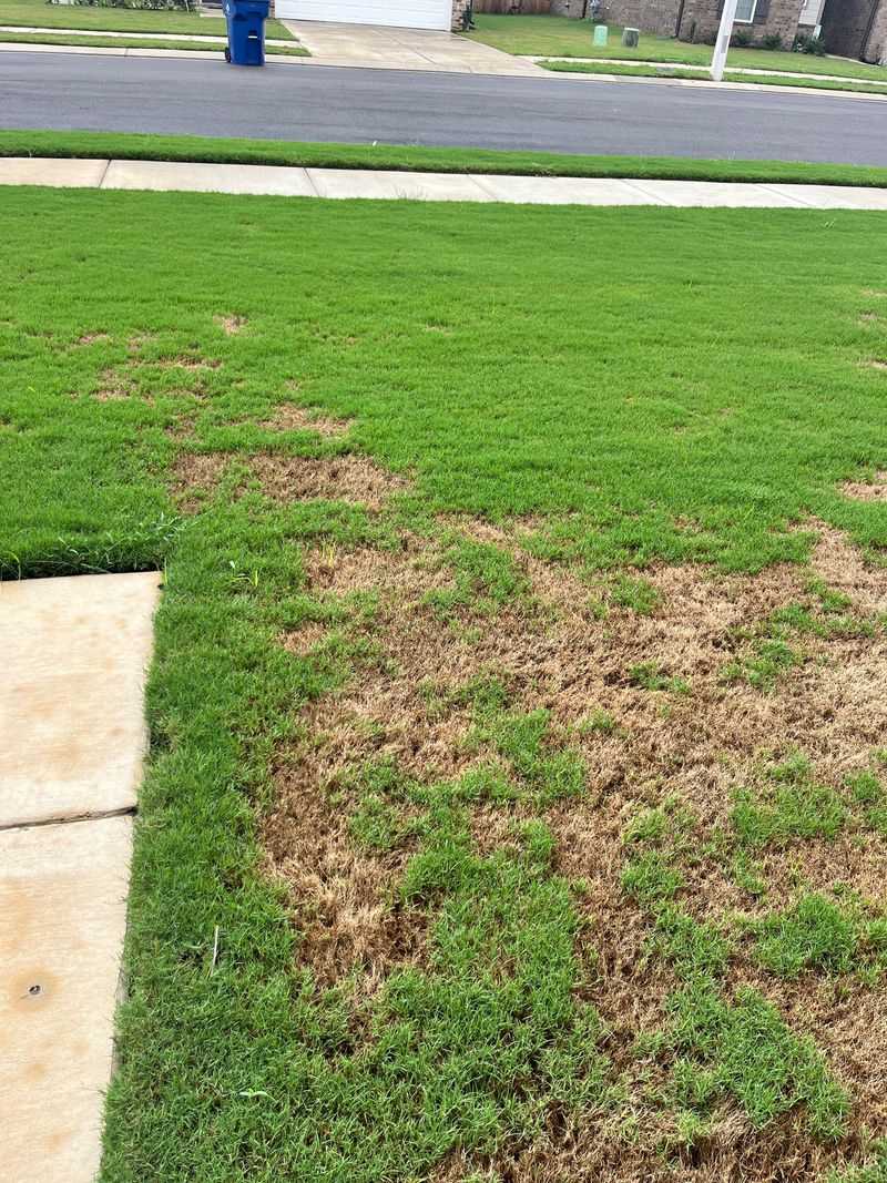 What's Really Causing That Brown Patch What's Really Causing That Brown Patch