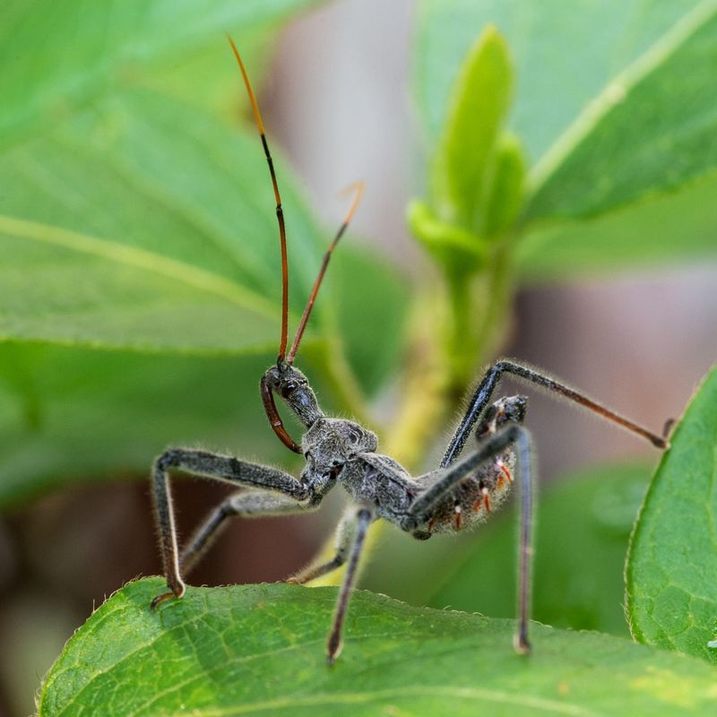Wheel Bugs Are Among The Most Beneficial Insects You Can Find Wheel Bugs Are Among The Most Beneficial Insects You Can Find