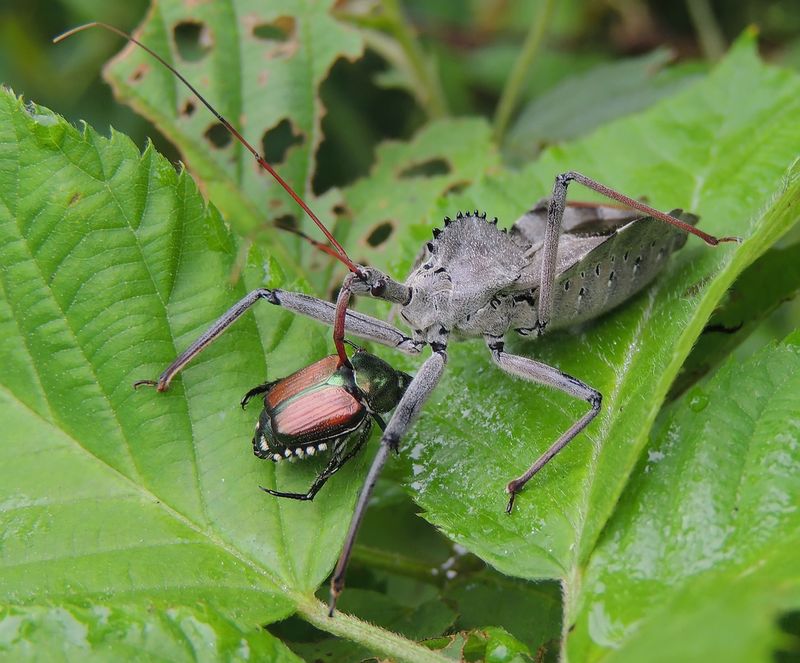 Wheel Bugs Patrol Bigger Prey