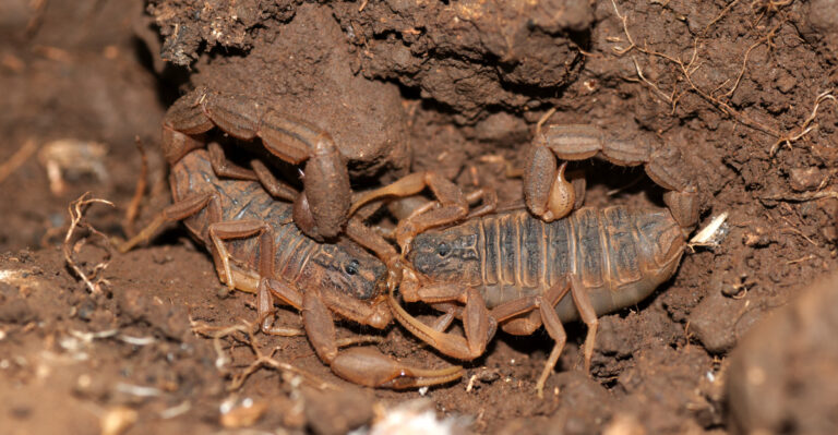 Scorpions (featured image)