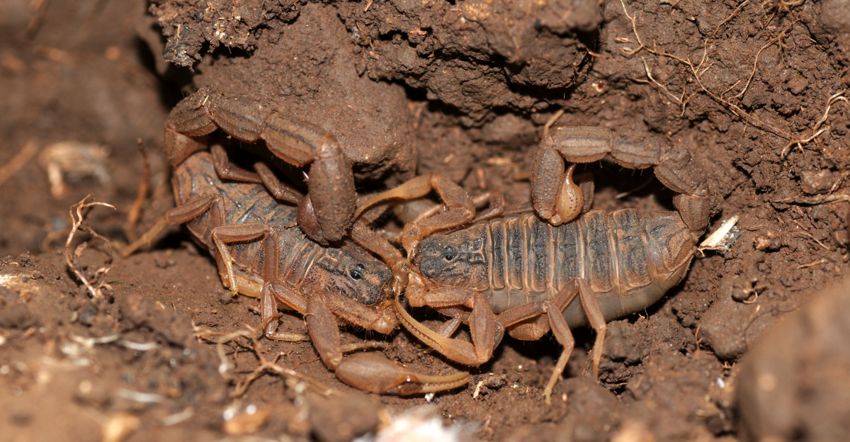 Scorpions (featured image)