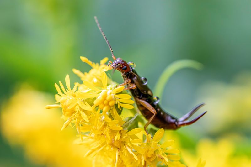 When Earwigs Are Actually Helping Your Garden