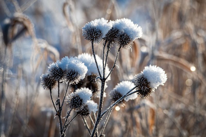 When Is It Safe To Cut Back Frost Damaged Perennials When Is It Safe To Cut Back Frost Damaged Perennials