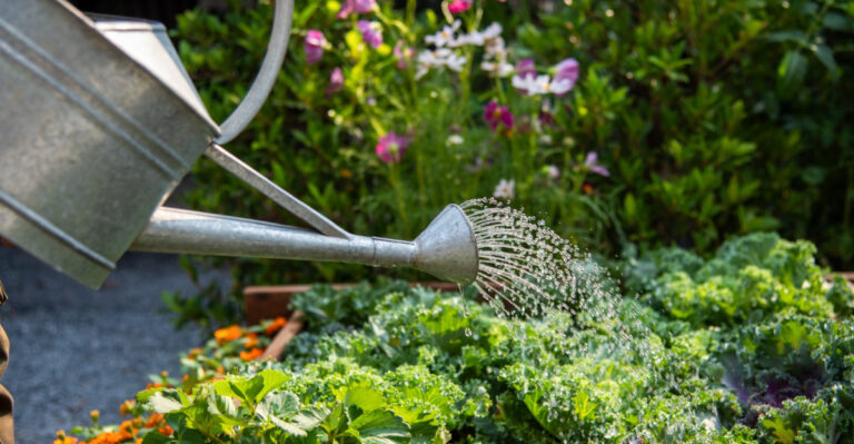 When Is The Best Time To Water Plants During A Massachusetts Heat Wave