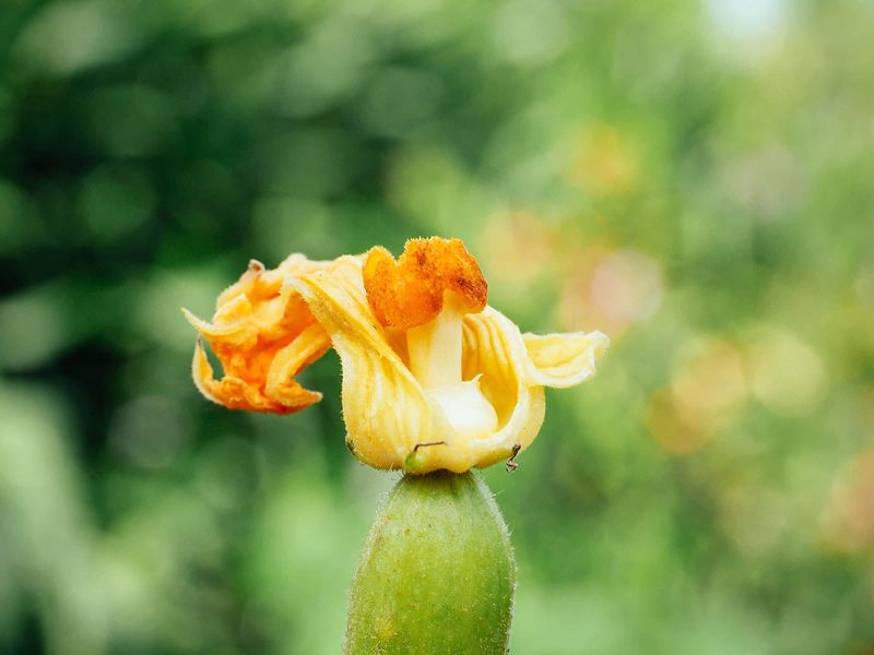 When July Heat Disrupts Squash Fruit Set When July Heat Disrupts Squash Fruit Set