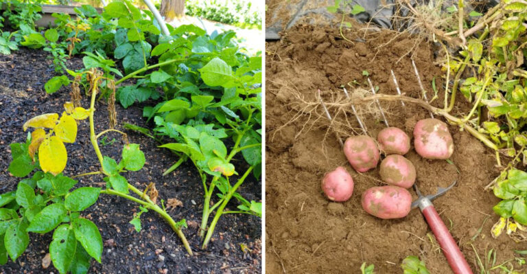 When Michigan Potato Plants Look Bad But Are Actually Almost Ready To Harvest