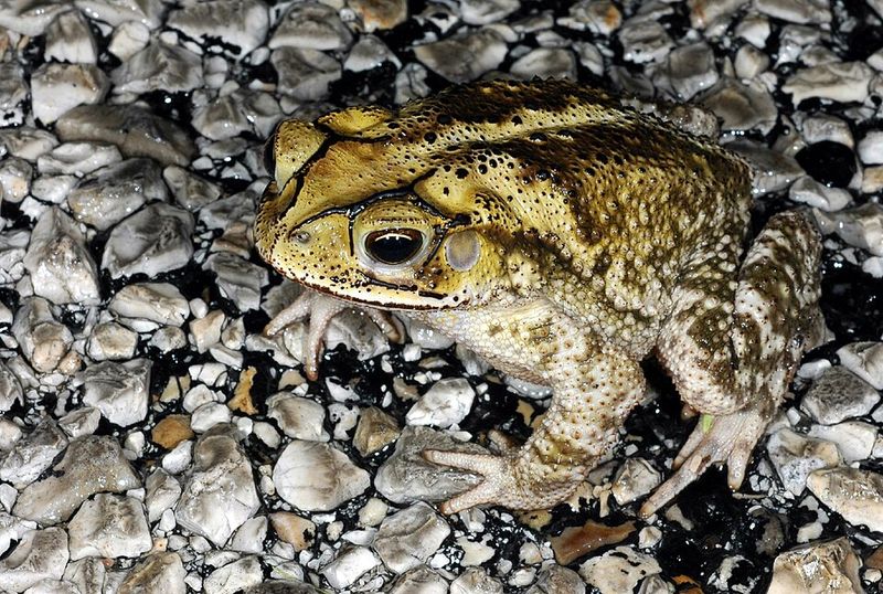 When To Be Concerned About Toad Activity