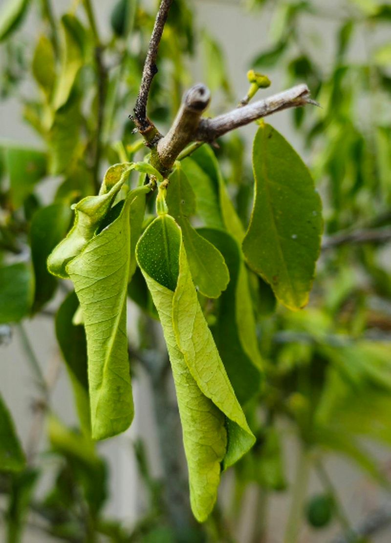 When To Call A Professional About Curling Citrus Leaves