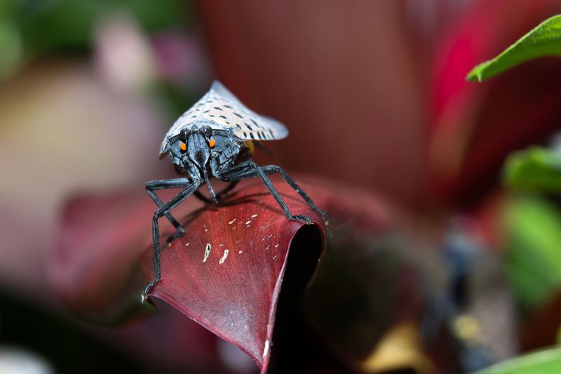 When To Call A Professional For Spotted Lanternfly Control
