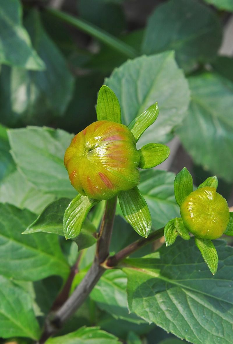 When To Disbud For Maximum Bloom Size