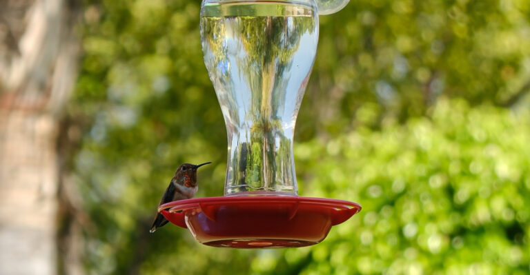 hummingbird feeder