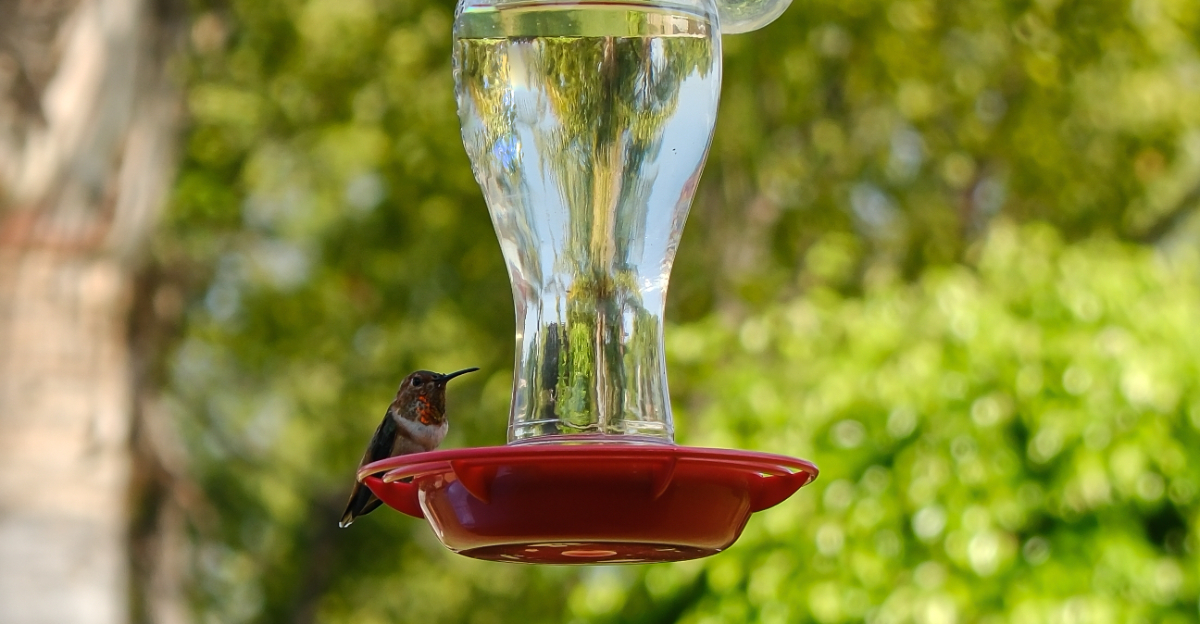hummingbird feeder