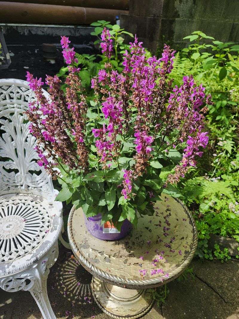 When To Trim Spent Blooms For Best Results