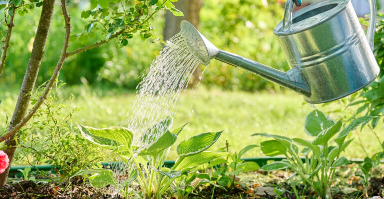 When To Water Your Plants During An Illinois Heat Wave