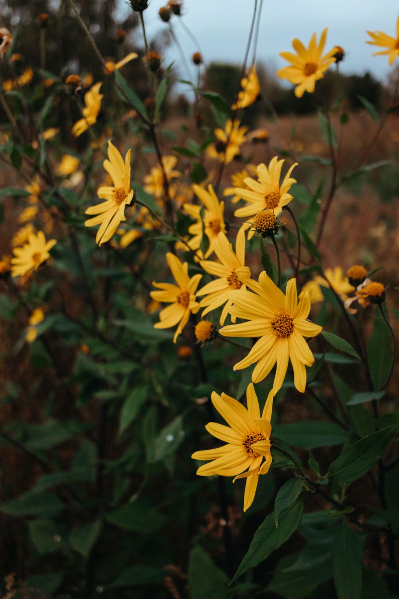 Where And When To Forage It Around Michigan