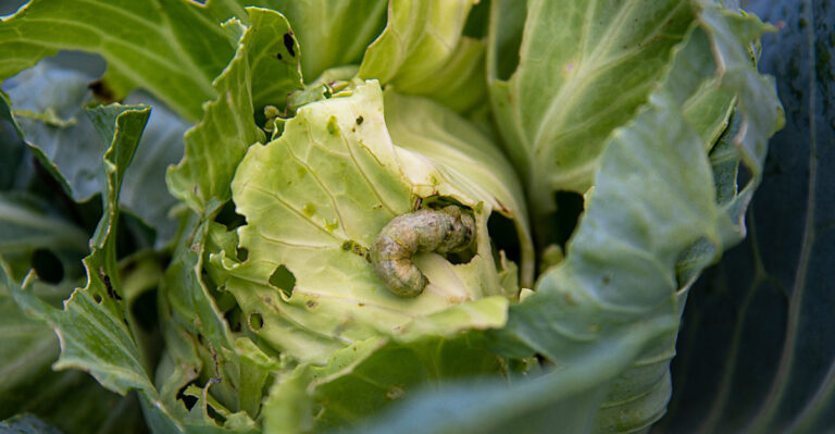 cabbage worm