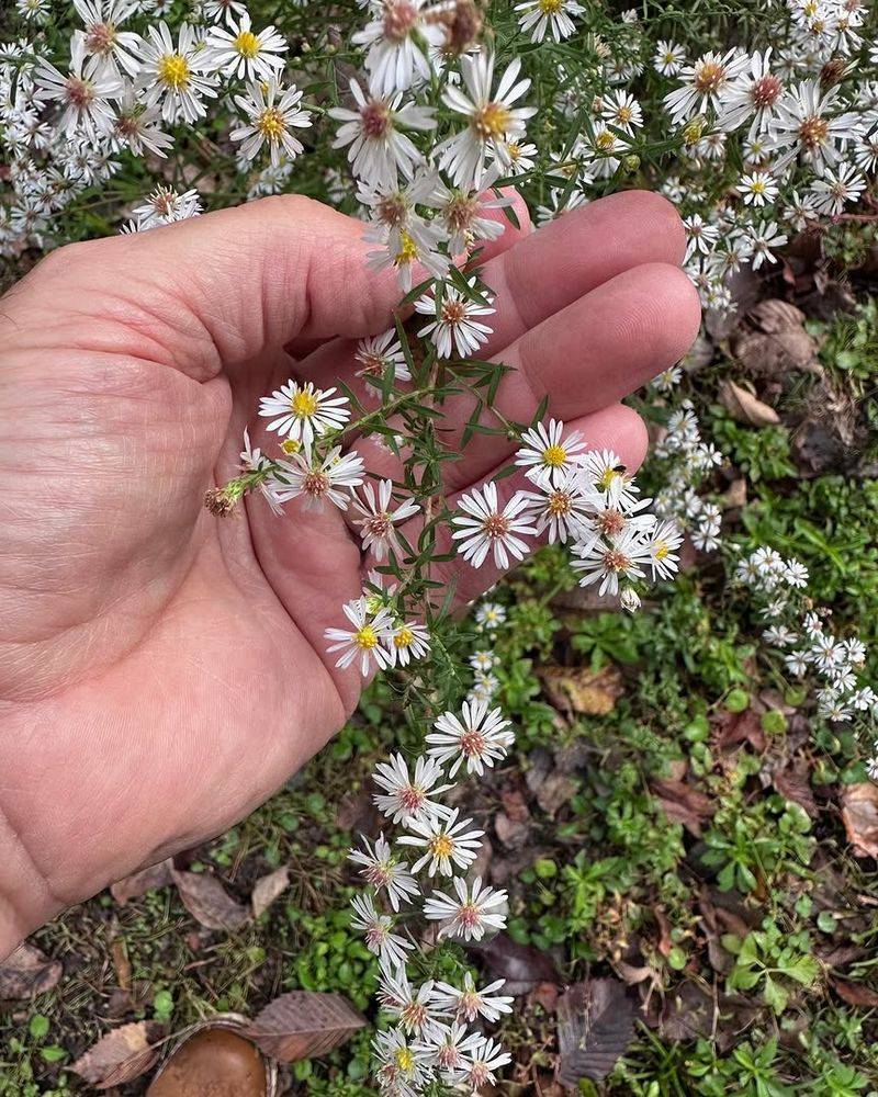 Where Calico Aster Grows Best Where Calico Aster Grows Best