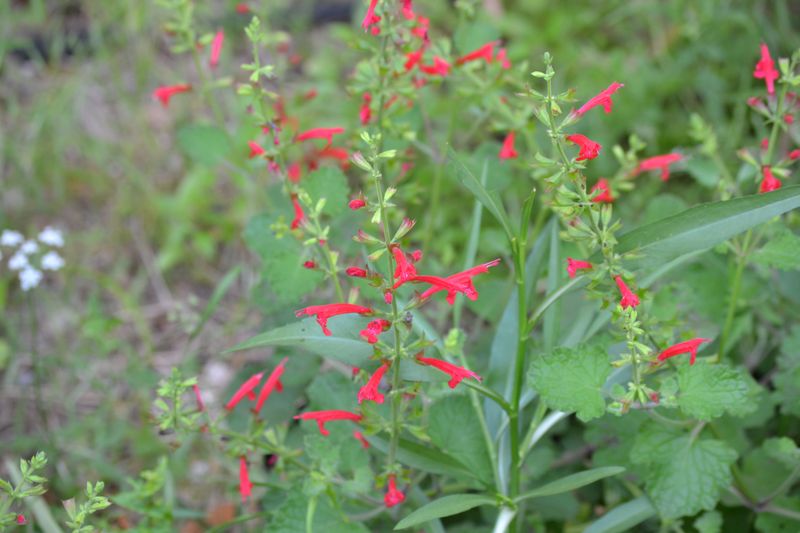 Where Cedar Sage Grows Best