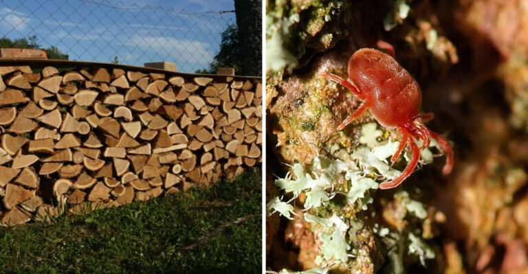 Where Chiggers Hide In Maryland Yards And How They Differ From Ticks