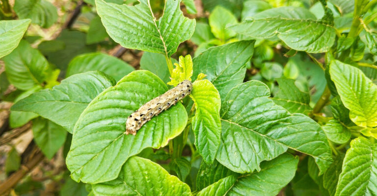 cutworm on leaf