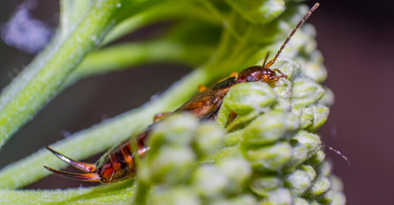 earwig
