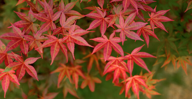 Where Feng Shui Says To Plant A Japanese Maple For Luck In Your Rhode Island Garden