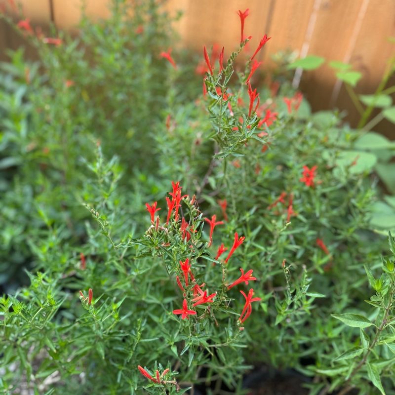 Where Flame Acanthus Grows Best Where Flame Acanthus Grows Best
