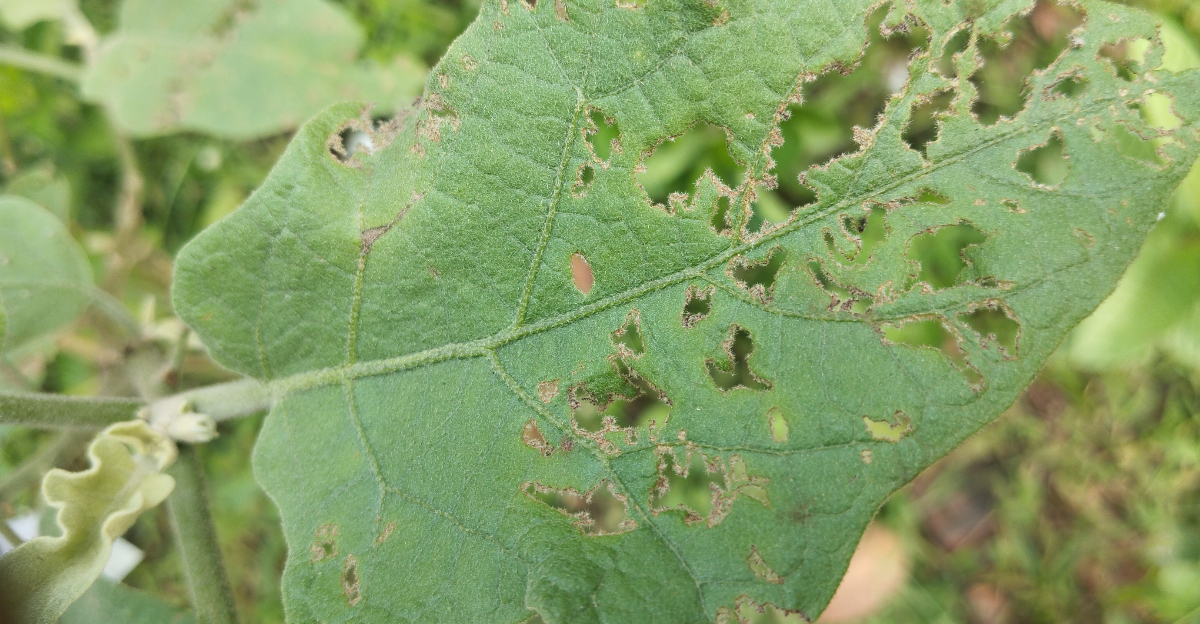flea beetle damage eggplant