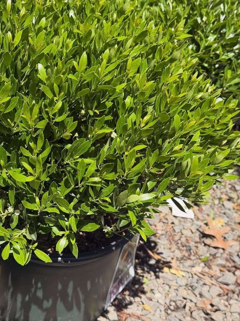 Where Inkberry Holly Grows Best Where Inkberry Holly Grows Best