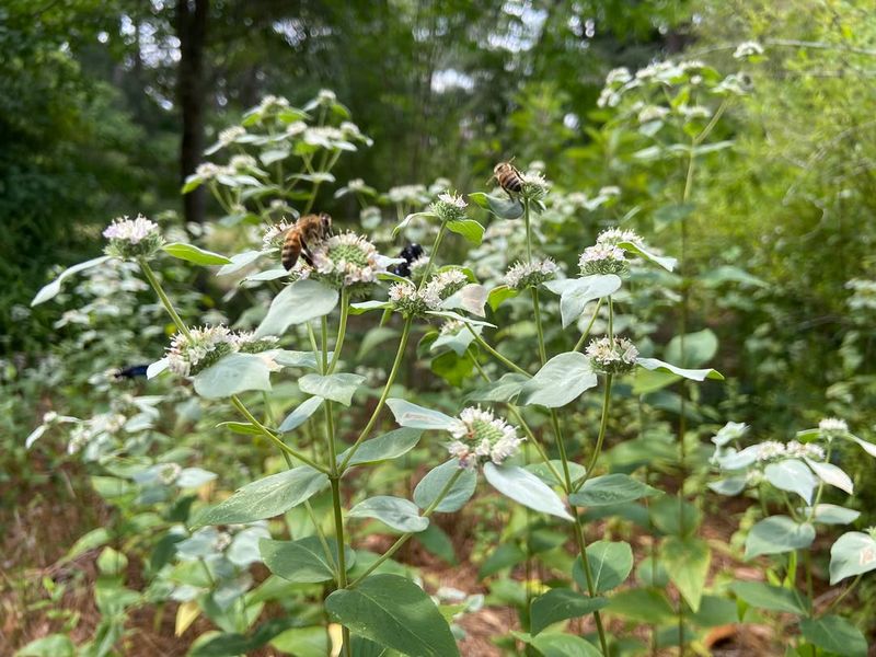 Where It Grows Best In Pennsylvania Gardens Where It Grows Best In Pennsylvania Gardens