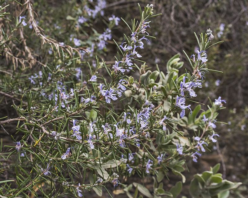 Where It Thrives Best Climate And Growing Zones