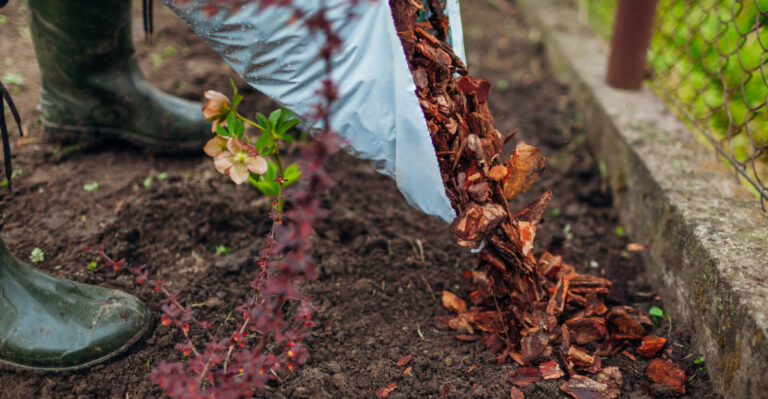 Where Missouri Gardeners Should Add Mulch Before Summer’s Peak Heat