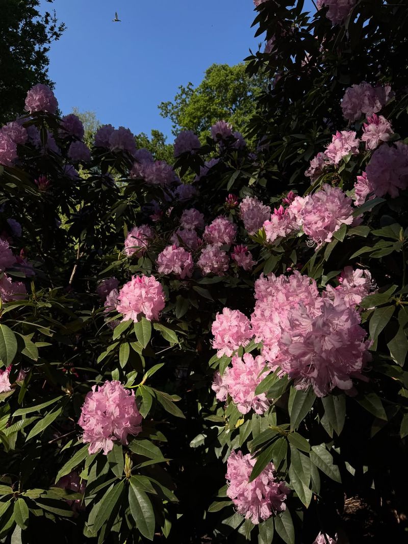 Where Pets Usually Encounter Azaleas Where Pets Usually Encounter Azaleas