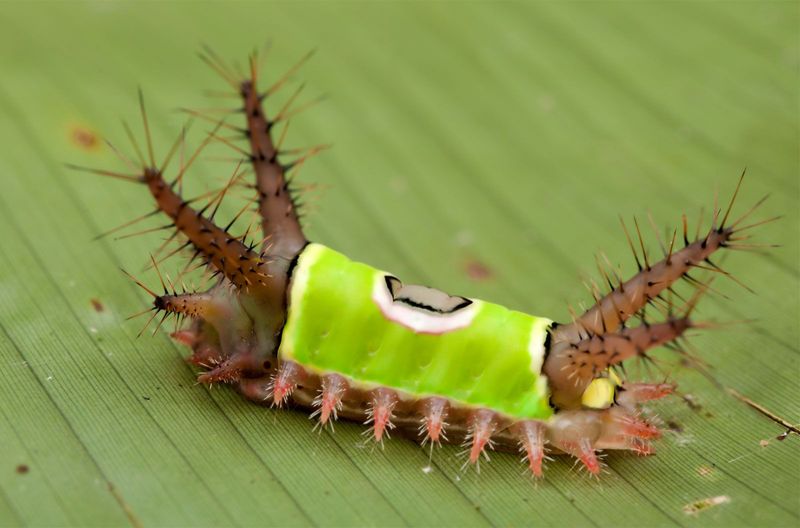 Where Saddleback Caterpillars May Hide In Pennsylvania Gardens