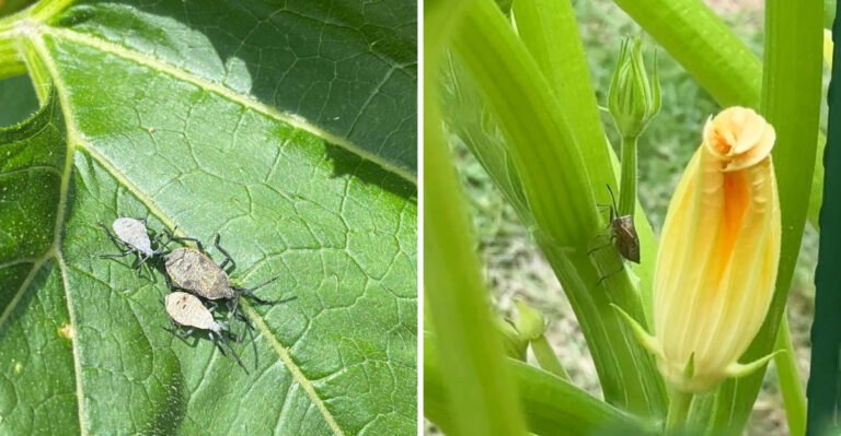 Where Squash Bugs Leave Their First Clues On Michigan Zucchini Before Plants Start Wilting