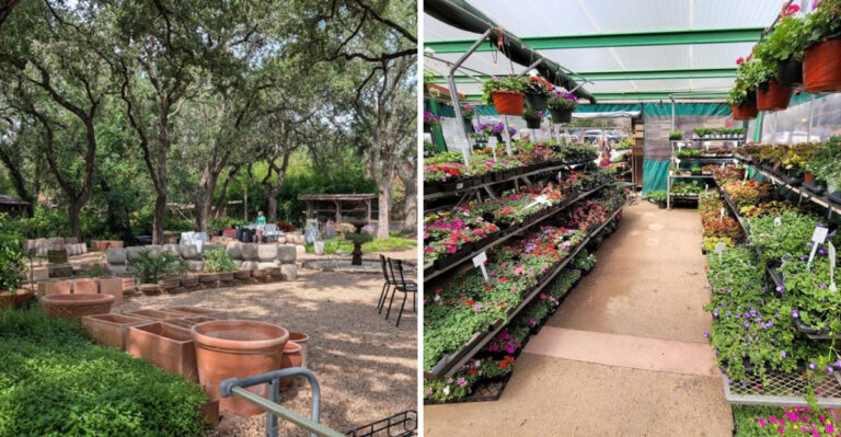 Where Texas Gardeners Find Rare Native Herbs Big Stores Rarely Carry