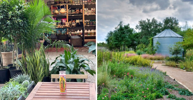 Where Texas Gardeners Find Rare Native Plants Big Stores Rarely Carry